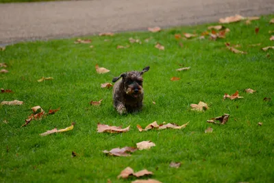 DSC_0471 (Large).JPG